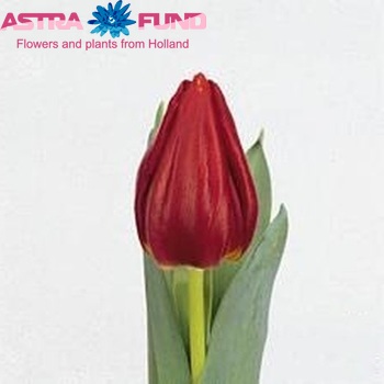 Tulipa Triumf Grp enkel 'Royal Love' Foto