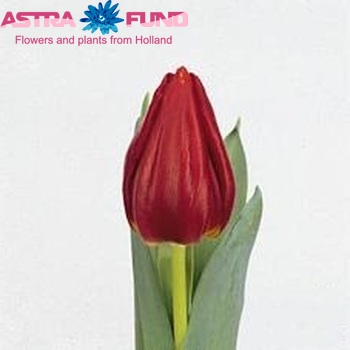 Tulipa Triumf Grp enkel 'Royal Love' photo