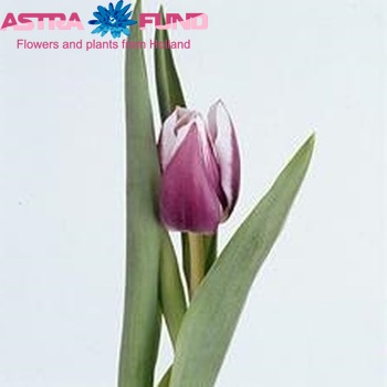 Tulipa Triumf Grp enkel 'Salvation Army' Foto