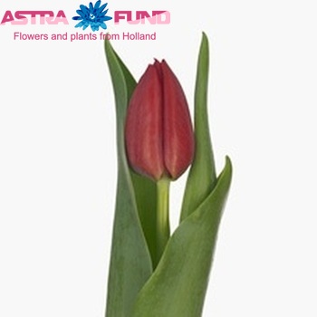 Tulipa Triumf Grp enkel 'Seadov' photo