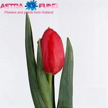 Tulipa Triumf Grp enkel 'Silvano' photo