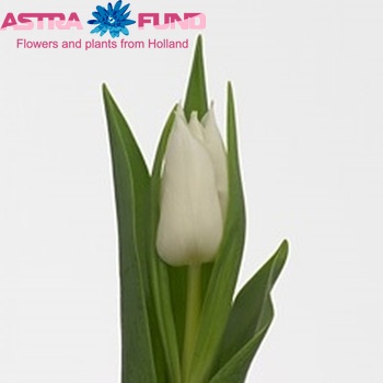 Tulipa Triumf Grp enkel 'Snow Storm' фото