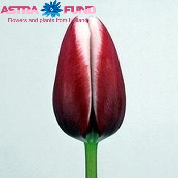 Tulipa Triumf Grp enkel 'Stargazer' Foto