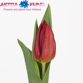 Tulipa Triumf Grp enkel 'Strong Fire' Foto