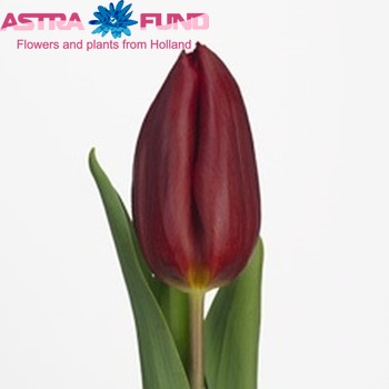 Tulipa Triumf Grp enkel 'Strong Love' Foto