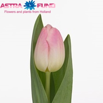 Tulipa Triumf Grp enkel 'Superbabe' фото