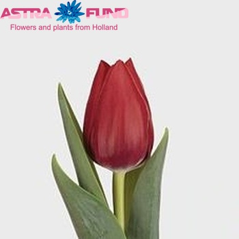 Tulipa Triumf Grp enkel 'Superbike' Foto