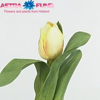 Tulipa Triumf Grp enkel 'Sweet Dream' photo