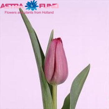 Tulipa Triumf Grp enkel 'Sweet Rosy' Foto