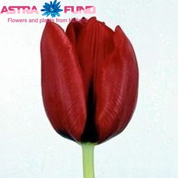 Tulipa Triumf Grp enkel 'Sweetest Spring' Foto