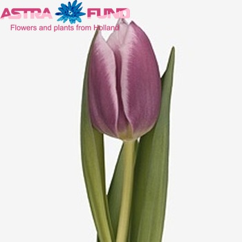 Tulipa Triumf Grp enkel 'Synaeda Blue' фото