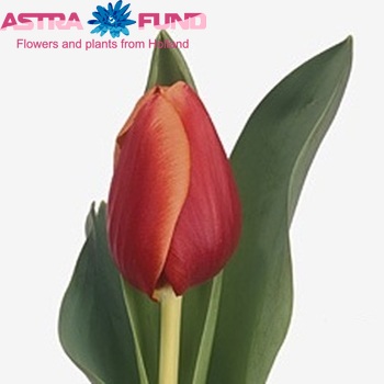 Tulipa Triumf Grp enkel 'Synaeda Enfante' Foto