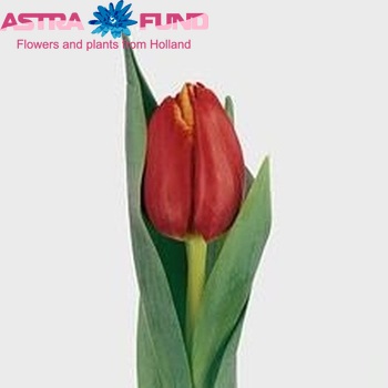Tulipa Triumf Grp enkel 'Tansu Ciller' Foto