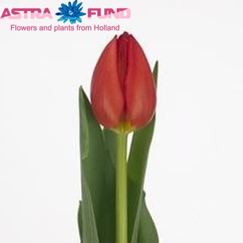 Tulipa Triumf Grp enkel 'Teylingen' Foto
