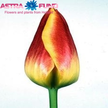 Tulipa Triumf Grp enkel 'Thule' photo