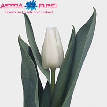 Tulipa Triumf Grp enkel 'Topwhite' Foto