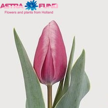 Tulipa Triumf Grp enkel 'Varinas Design' Foto