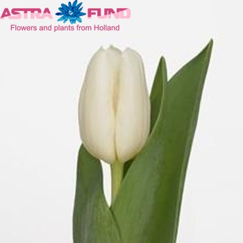 Tulipa Triumf Grp enkel 'White Dynasty' zdjęcie