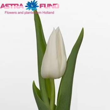 Tulipa Triumf Grp enkel 'White Express' zdjęcie