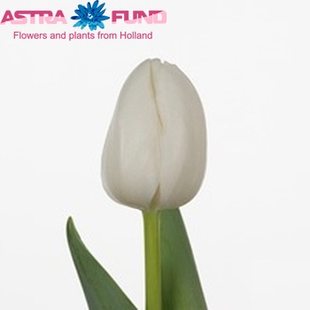 Tulipa Triumf Grp enkel 'White Inovator' zdjęcie