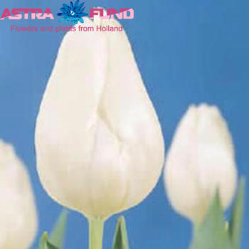 Tulipa Triumf Grp enkel 'White Marvel' zdjęcie