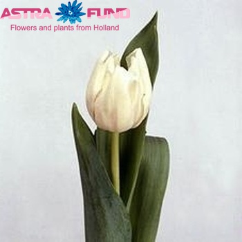 Tulipa Triumf Grp enkel 'White Rhapsody' Foto