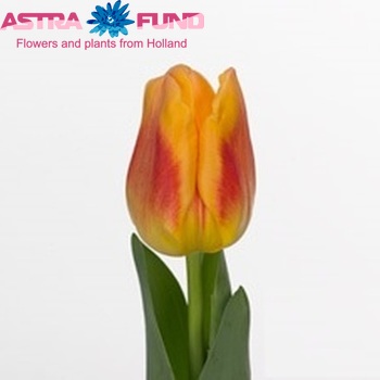 Tulipa Triumf Grp enkel 'Wilbrinks Star' zdjęcie