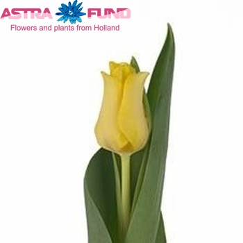 Tulipa Triumf Grp enkel 'Yellow Crown' Foto