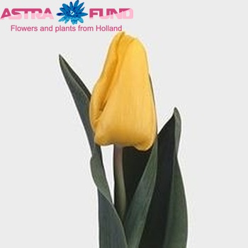 Tulipa Triumf Grp enkel 'Yellow Flight' zdjęcie