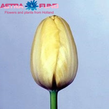 Tulipa Triumf Grp enkel 'Yellow Star' zdjęcie