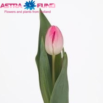 Tulipa Upstar фото