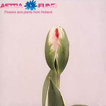 Tulipa Viridiflora Grp enkel 'Esperanto' Foto