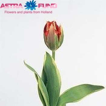 Tulipa Viridiflora Grp enkel 'Hollywood Star' фото