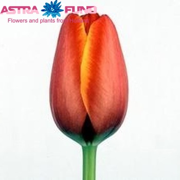 Tulipa World's Favourite Foto