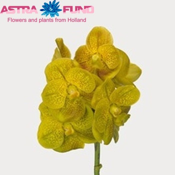 Vanda Pathom Gold 'Yellow Spot Beauty' photo