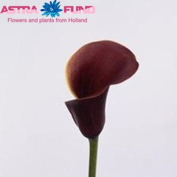 Zantedeschia 'Captain Samos' foto