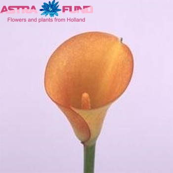 Zantedeschia 'Captain Tendens' photo