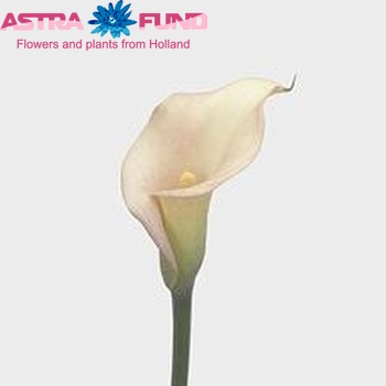 Zantedeschia 'Classic Harmony' foto