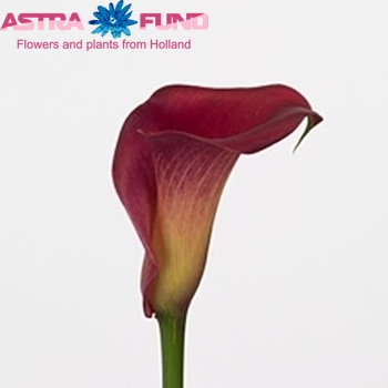 Zantedeschia 'Dordogne' photo