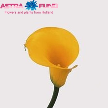 Zantedeschia 'Florex Gold' Foto