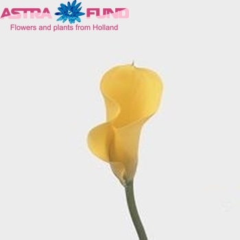 Zantedeschia 'Gold Finger' zdjęcie