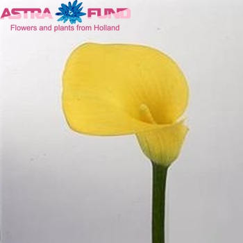 Zantedeschia 'Gold Rush' zdjęcie