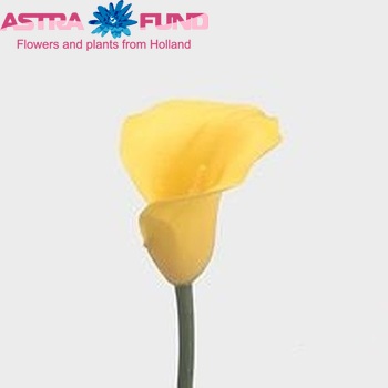 Zantedeschia 'Goldcup' zdjęcie