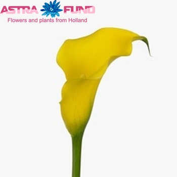 Zantedeschia 'Golden Nugget' zdjęcie