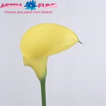 Zantedeschia 'Golden Star' zdjęcie