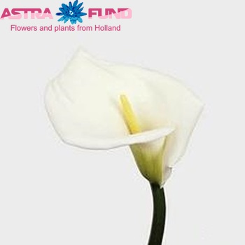 Zantedeschia 'Highwood' zdjęcie