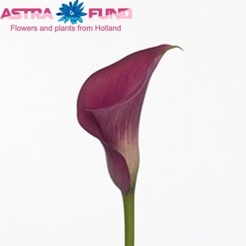 Zantedeschia 'Hot Pink Blz' zdjęcie