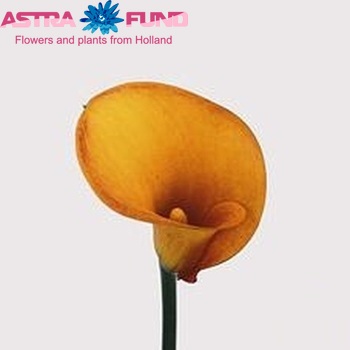 Zantedeschia 'Hot Shot' Foto