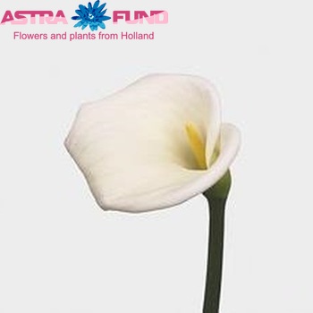 Zantedeschia 'Innocence' zdjęcie