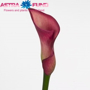 Zantedeschia 'Joy' Foto